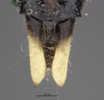 Media type: image;   Entomology 12432 Aspect: abdomen